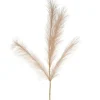 Attitudes Import Beige Feathers Stem - Illuminated* Dried Stems & Flowers