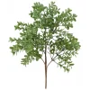 Danson Decor Boxwood Bouquet - 14"* Greenery