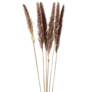 Gift Craft Brown Feathers Steams - 28"* Dried Stems & Flowers