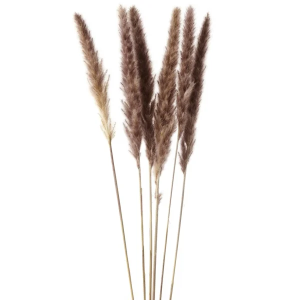 Gift Craft Brown Feathers Steams - 28"* Dried Stems & Flowers