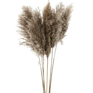 Gift Craft Brown Pampas Branches - 38"* Dried Stems & Flowers