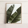 Kozy X Oleka Canvas - Banana Tree* Canvases