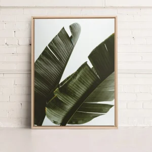 Kozy X Oleka Canvas - Banana Tree* Canvases