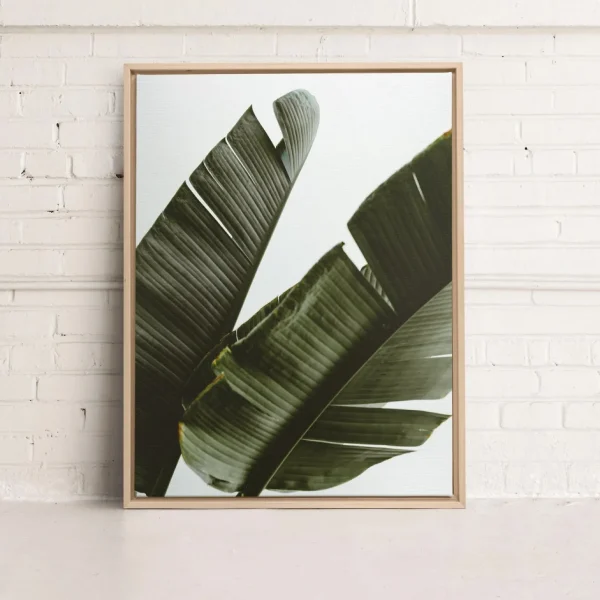 Kozy X Oleka Canvas - Banana Tree* Canvases