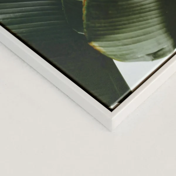 Kozy X Oleka Canvas - Banana Tree* Canvases