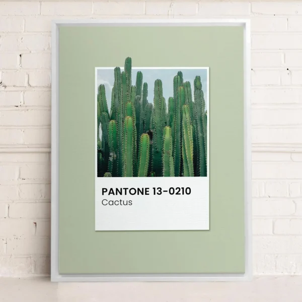 Oleka Canvas Canvas - Cactus* Canvases
