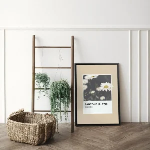 Oleka Canvas Canvas - Daisies* Canvases