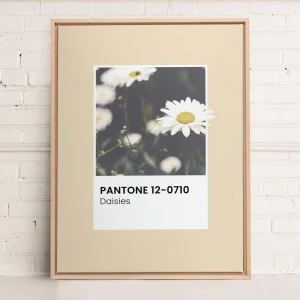 Oleka Canvas Canvas - Daisies* Canvases