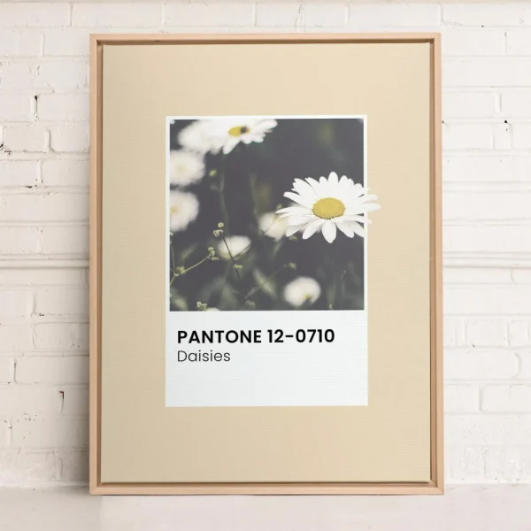 Oleka Canvas Canvas - Daisies* Canvases