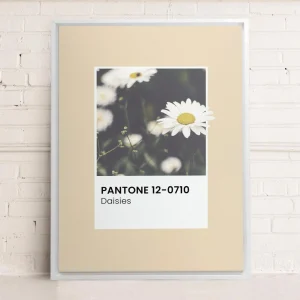 Oleka Canvas Canvas - Daisies* Canvases