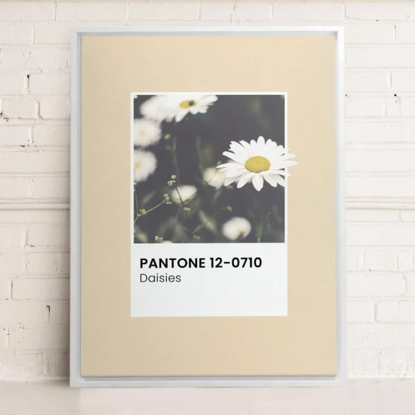 Oleka Canvas Canvas - Daisies* Canvases