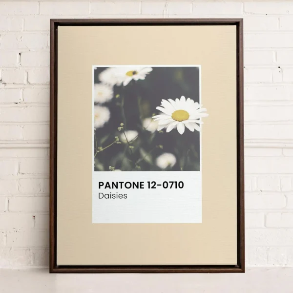 Oleka Canvas Canvas - Daisies* Canvases