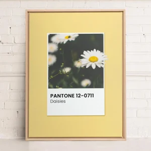 Oleka Canvas Canvas - Daisies* Canvases