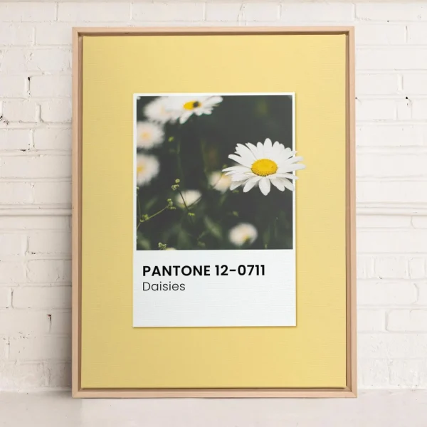 Oleka Canvas Canvas - Daisies* Canvases