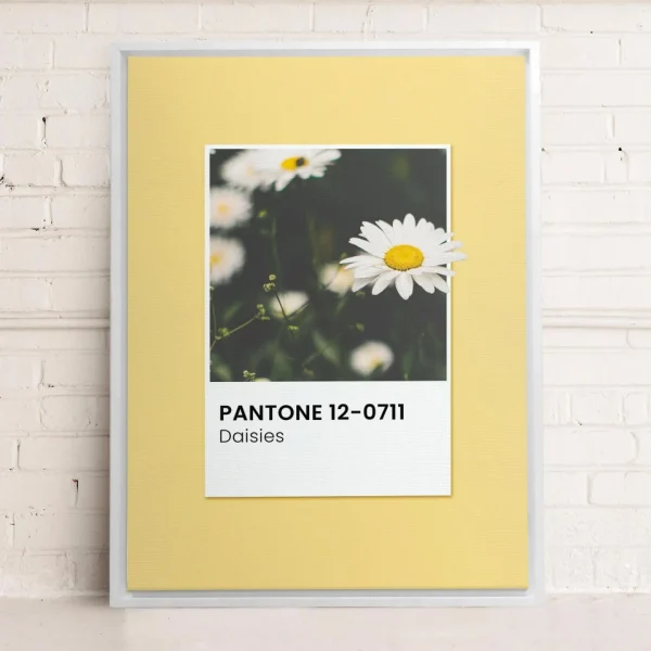 Oleka Canvas Canvas - Daisies* Canvases