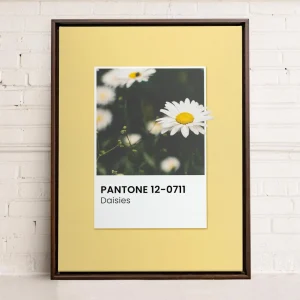 Oleka Canvas Canvas - Daisies* Canvases