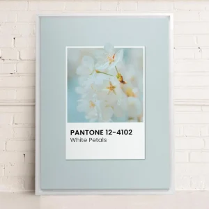 Oleka Canvas Canvas - White Petals* Canvases