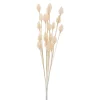 Group ADV Cone Male - Cream* Dried Stems & Flowers