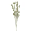 Group ADV Cone Male - Grey* Dried Stems & Flowers