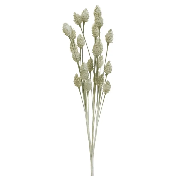 Group ADV Cone Male - Grey* Dried Stems & Flowers
