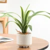 Torre Tagus Cymbidium Leaf Plant - Riviera Pot* Arrangements