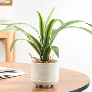Torre Tagus Cymbidium Leaf Plant - Riviera Pot* Arrangements