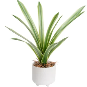 Torre Tagus Cymbidium Leaf Plant - Riviera Pot* Arrangements
