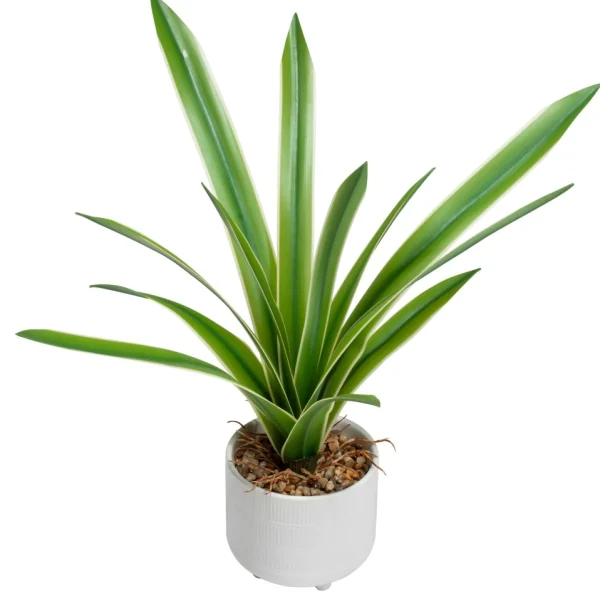 Torre Tagus Cymbidium Leaf Plant - Riviera Pot* Arrangements