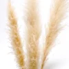Botanico Dried Pampa Branches - 60"* Dried Stems & Flowers