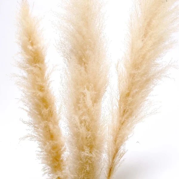 Botanico Dried Pampa Branches - 60"* Dried Stems & Flowers