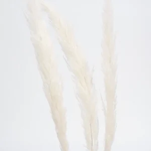 Botanico Dried Pampa Branches - 45"* Dried Stems & Flowers