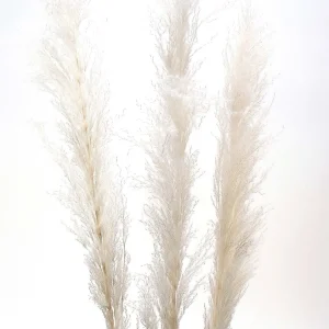 Botanico Dried Pampa Branches - 60"* Dried Stems & Flowers