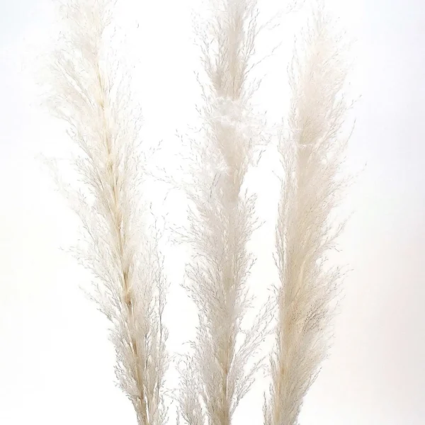 Botanico Dried Pampa Branches - 60"* Dried Stems & Flowers