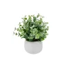 Nostalgia Import Eucalyptus In Pot - White* Arrangements