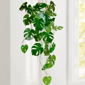 Torre Tagus Falling Plant - Monstera* Greenery
