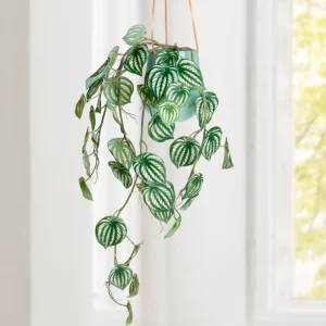 Torre Tagus Falling Plant - Peperomia* Greenery