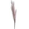 Attitudes Import 2 Feather Branch - Taupe* Dried Stems & Flowers