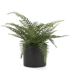 Attitudes Import 2 Fern In Pot* Arrangements