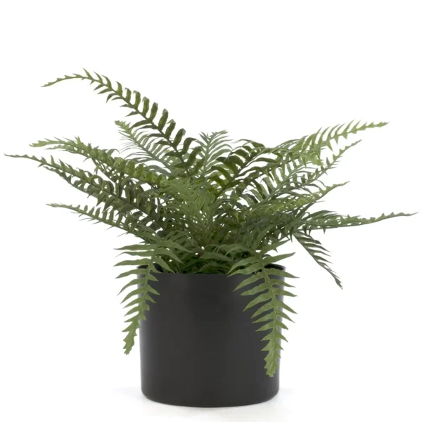 Attitudes Import 2 Fern In Pot* Arrangements
