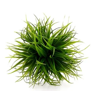 Torre Tagus Grass Ball* Greenery