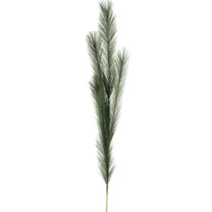 Attitudes Import Green Feather Stem* Dried Stems & Flowers