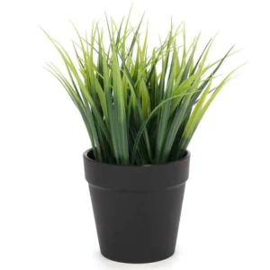 Attitudes Import 2 Green Plant In Pot* Arrangements
