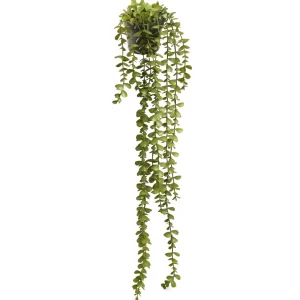 Pine Center Hanging Plant - Jade* Arrangements
