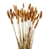 Gift Craft Lagurus Stem Bundle - Brown* Dried Stems & Flowers