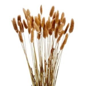 Gift Craft Lagurus Stem Bundle - Brown* Dried Stems & Flowers
