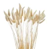 Gift Craft Lagurus Stem Bundle - White* Dried Stems & Flowers