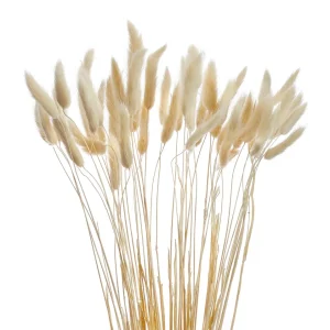 Gift Craft Lagurus Stem Bundle - White* Dried Stems & Flowers