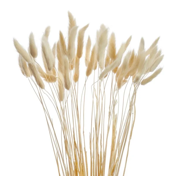 Gift Craft Lagurus Stem Bundle - White* Dried Stems & Flowers