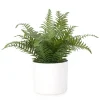 Attitudes Import 2 Large Fern In White Pot* Arrangements