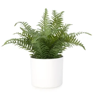 Attitudes Import 2 Large Fern In White Pot* Arrangements